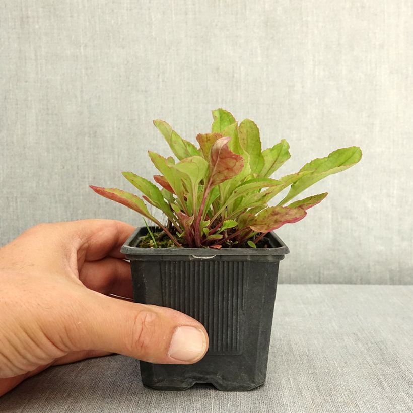 Exemplaar van Penstemon Nova Twilight - Slangenkop Kweekpotje van 8/9 cm zoals geleverd in de zomer