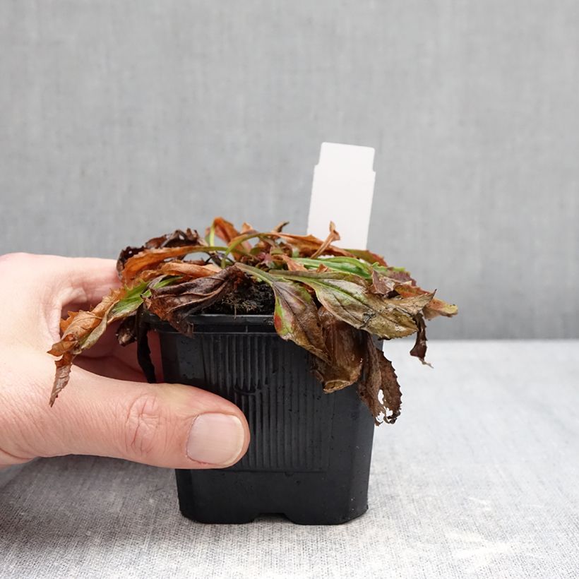 Exemplaar van Penstemon Nova Twilight - Slangenkop Kweekpotje van 8/9 cm zoals geleverd in de winter