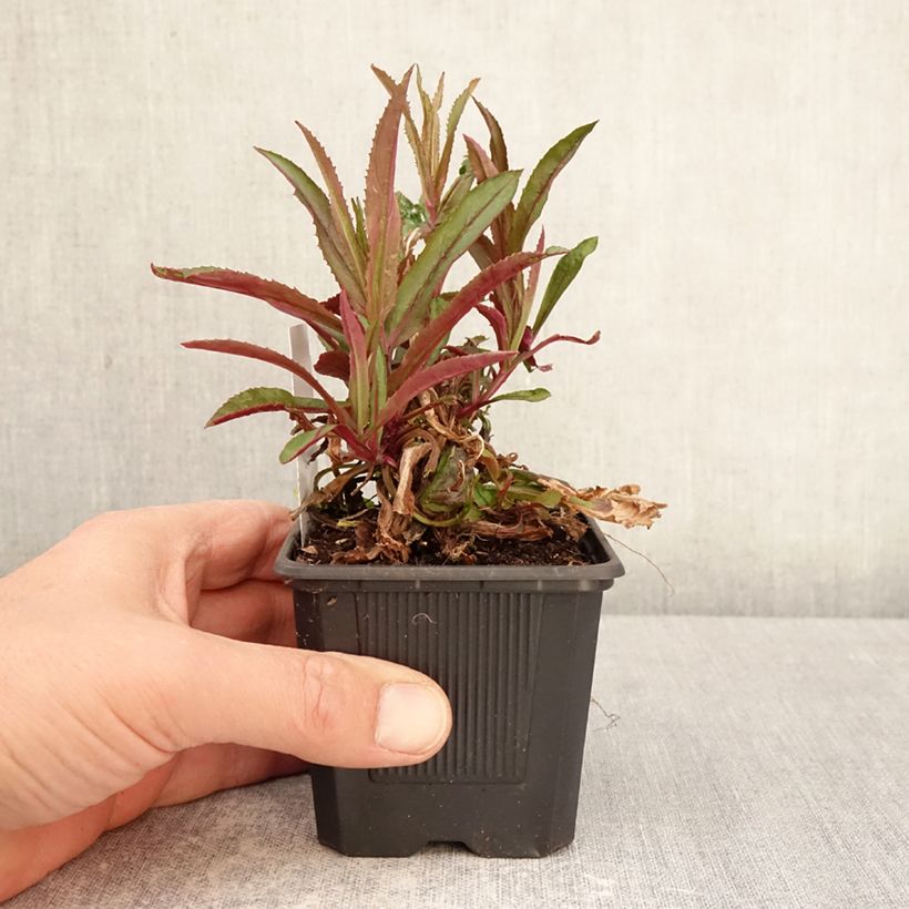 Exemplaar van Penstemon Nova Twilight - Slangenkop Kweekpotje van 8/9 cm zoals geleverd in de lente