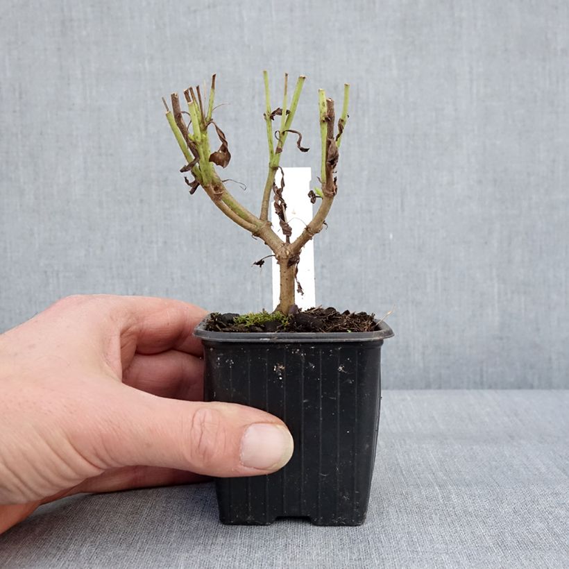 Exemplaar van Penstemon Pensham Wedding Day - Galane Kweekpotje van 8/9 cm zoals geleverd in de winter