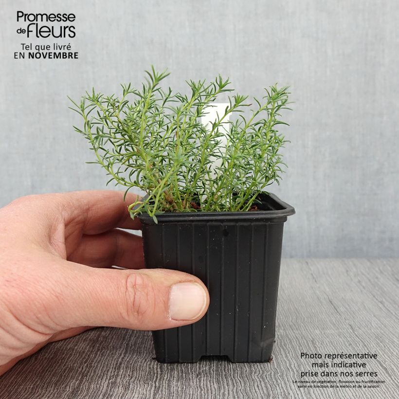 Exemplaar van Penstemon pinifolius Mersea Yellow - Slangenkop Kweekpotje van 8/9 cm zoals geleverd in de herfst
