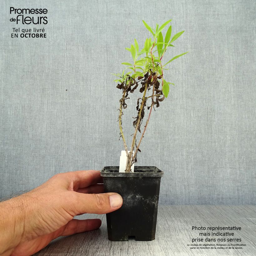 Exemplaar van Penstemon Purple Passion - Slangenkop Kweekpotje van 8/9 cm zoals geleverd in de herfst