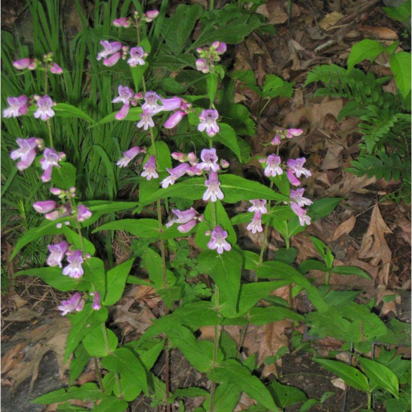 Penstemon smallii - Slangenkop (Groeiplaats)