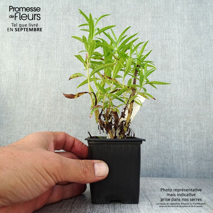 Exemplaar van Penstemon Souvenir dAdrien Régnier - Slangenkop Kweekpotje van 8/9 cm zoals geleverd in de zomer