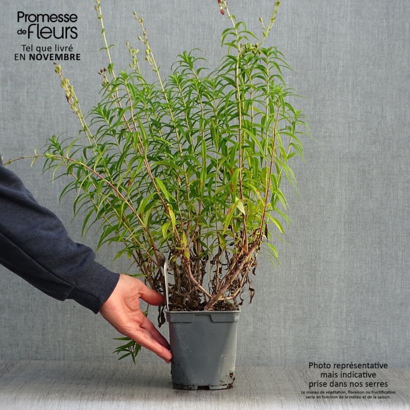Exemplaar van Penstemon Souvenir dAdrien Régnier - Slangenkop Pot van 2 l/3 l zoals geleverd in de herfst