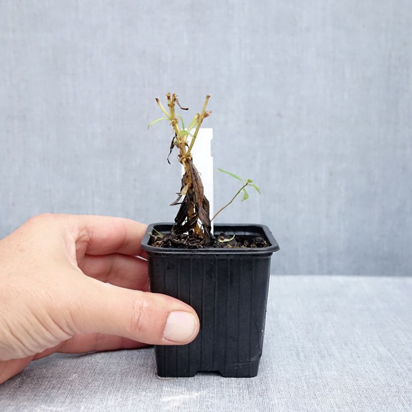 Exemplaar van Penstemon Souvenir dAdrien Régnier - Slangenkop Kweekpotje van 8/9 cm zoals geleverd in de herfst