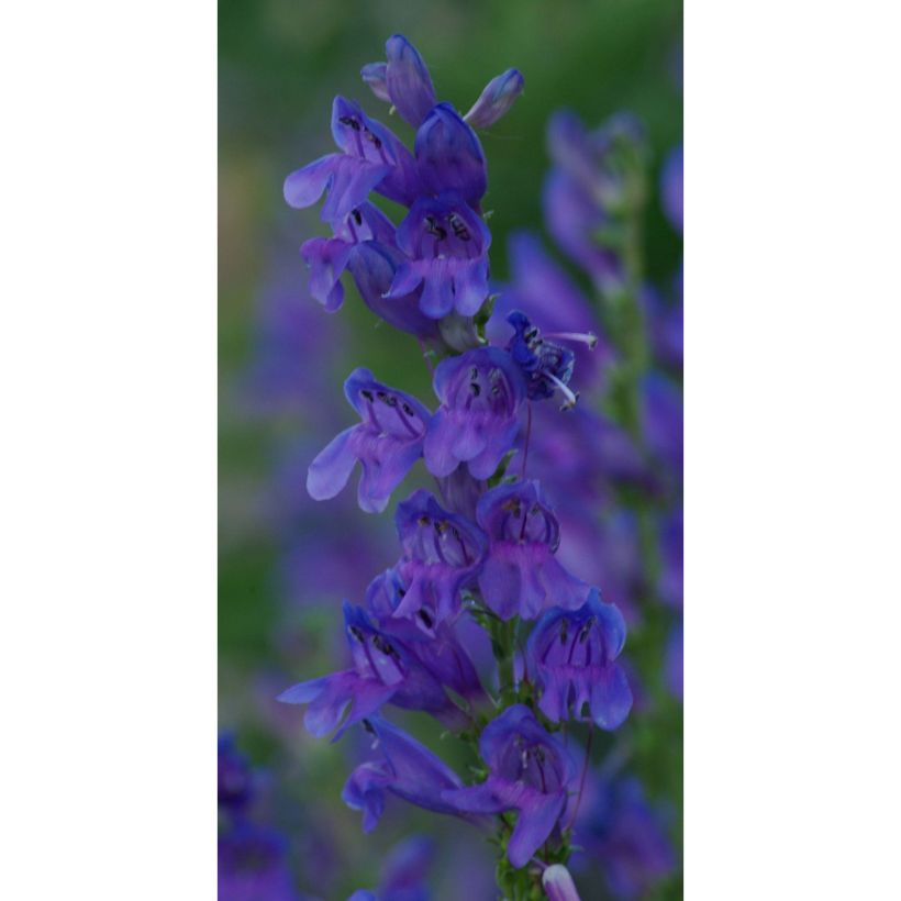 Penstemon strictus - Slangenkop (Bloei)