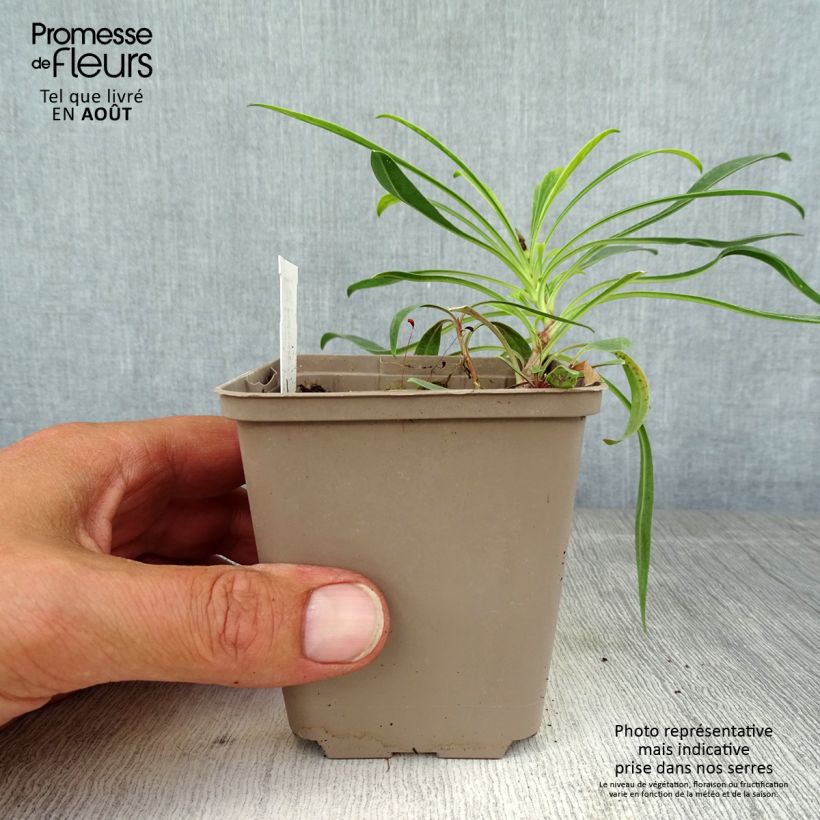 Exemplaar van Penstemon strictus - Slangenkop Kweekpotje van 8/9 cm zoals geleverd in de zomer
