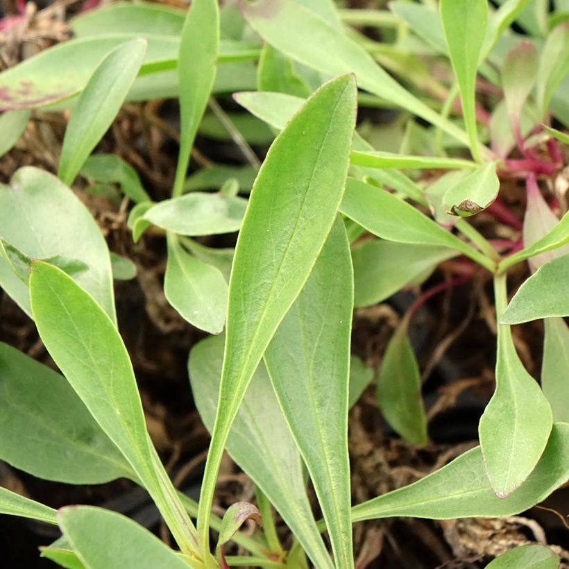 Penstemon strictus - Slangenkop (Blad)