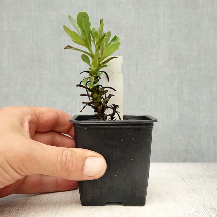 Exemplaar van Penstemon superbus - Galane superbe Kweekpotje van 8/9 cm zoals geleverd in de lente