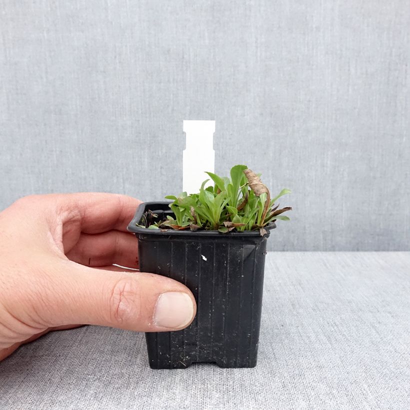 Exemplaar van Penstemon virens - Galane Kweekpotje van 8/9 cm zoals geleverd in de lente