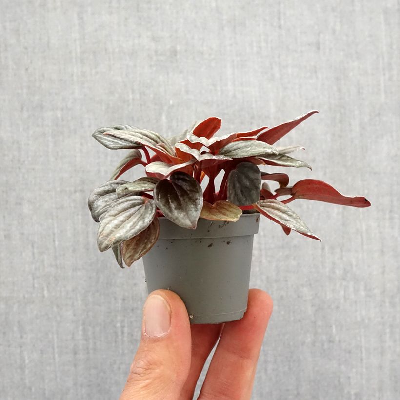 Exemplaar van Peperomia Piccolo Banda - Rattenstaartje Mini-kamerplanten zoals geleverd in de lente