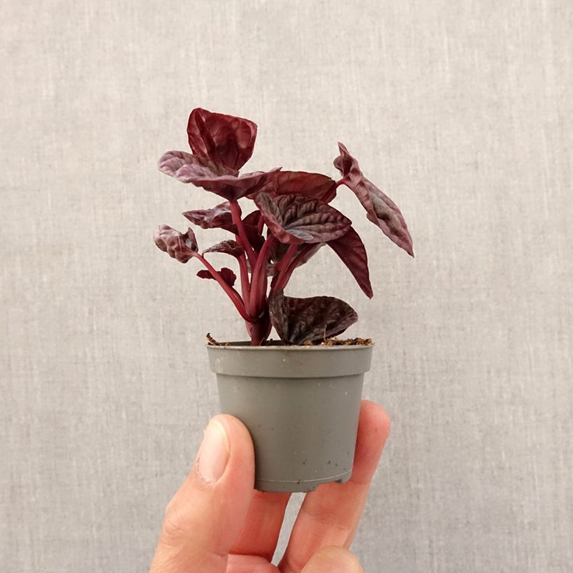 Example of Peperomia caperata Luna - Rattenstaartje Mini-kamerplanten as you get in printemps