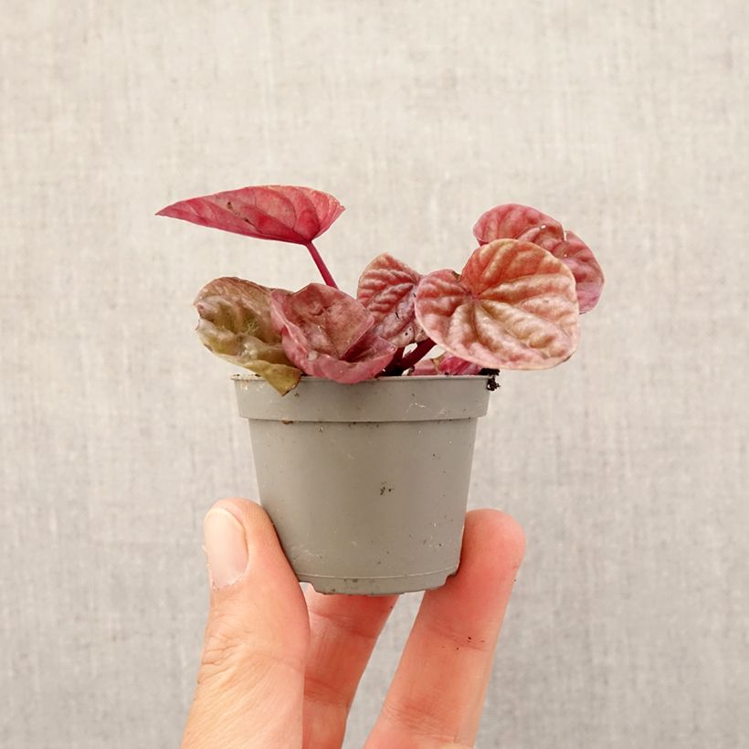 Exemplaar van Peperomia caperata Quito - Rattenstaartje Mini-kamerplanten zoals geleverd in de lente