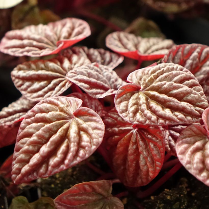 Peperomia caperata Quito - Rattenstaartje (Blad)