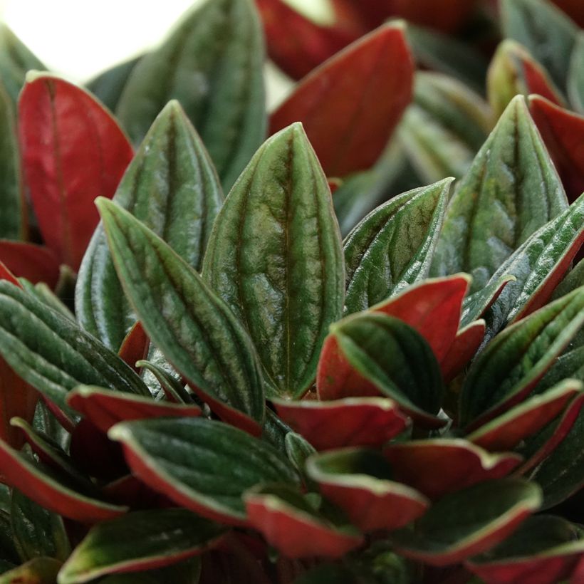 Peperomia caperata Eden Rosso - Rattenstaartje (Blad)
