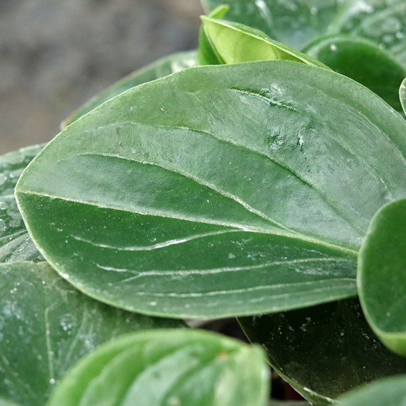 Peperomia clusiifolia Red Margin - Krokodillentranen (Blad)