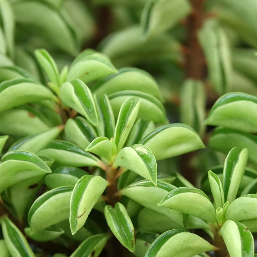 Peperomia Fire Sparks - Radiatorplant (Blad)