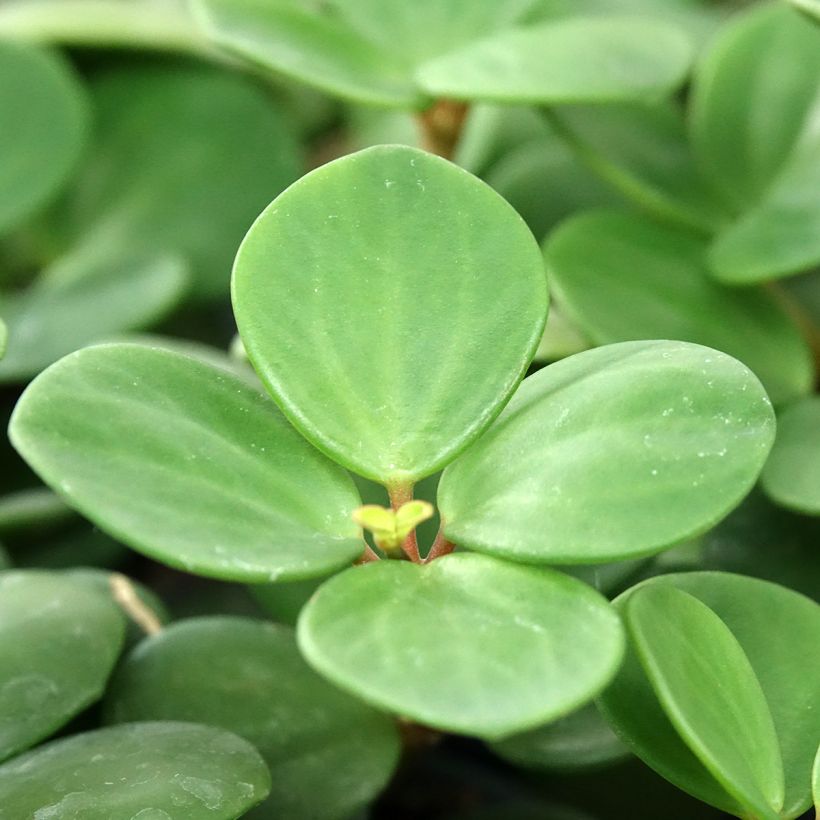 Peperomia Hope - Krokodillentranen (Blad)
