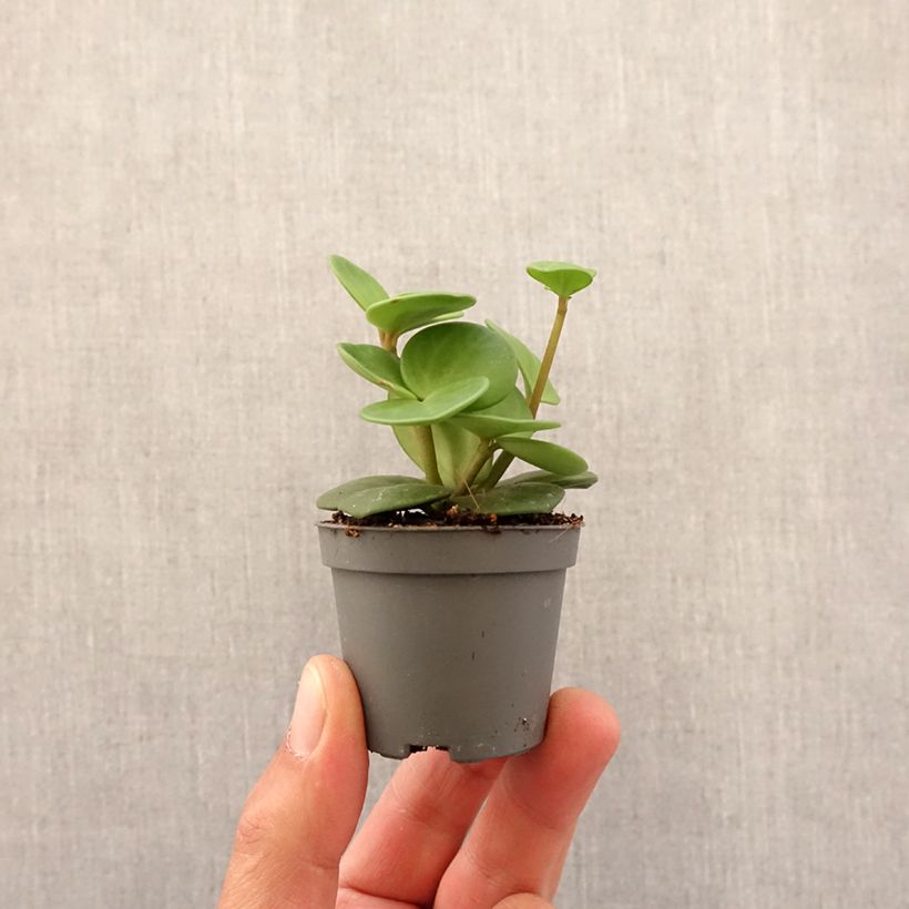 Example of Peperomia Hope - Krokodillentranen Mini-kamerplanten as you get in printemps