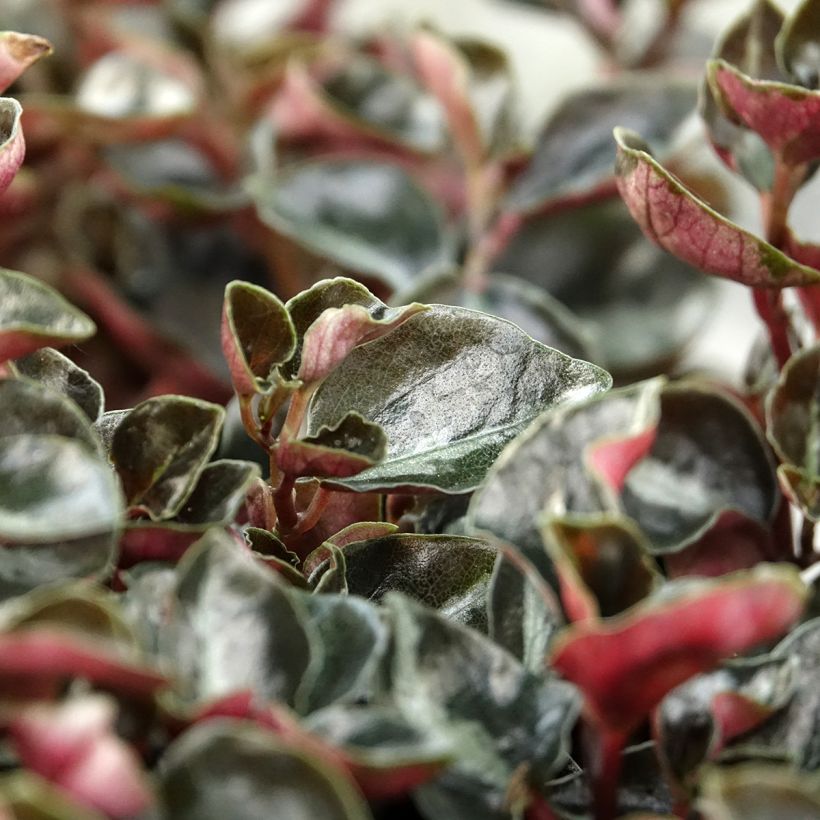 Peperomia metallica - Peperomia (Blad)