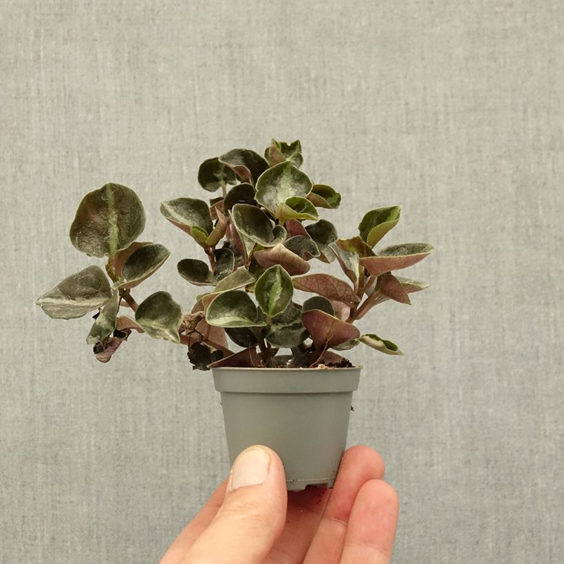 Exemplaar van Peperomia metallica - Peperomia Mini-kamerplanten zoals geleverd in de lente