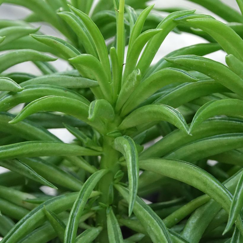 Peperomia Nevada - Peperomia (Blad)
