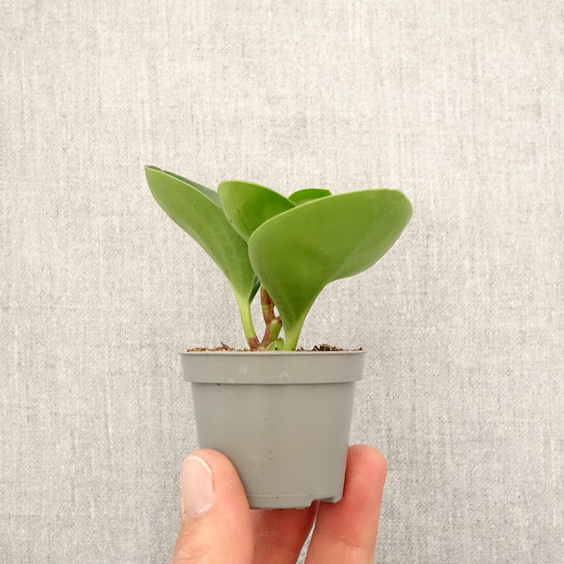 Example of Peperomia obtusifolia Green - Krokodillentranen Mini-kamerplanten as you get in printemps