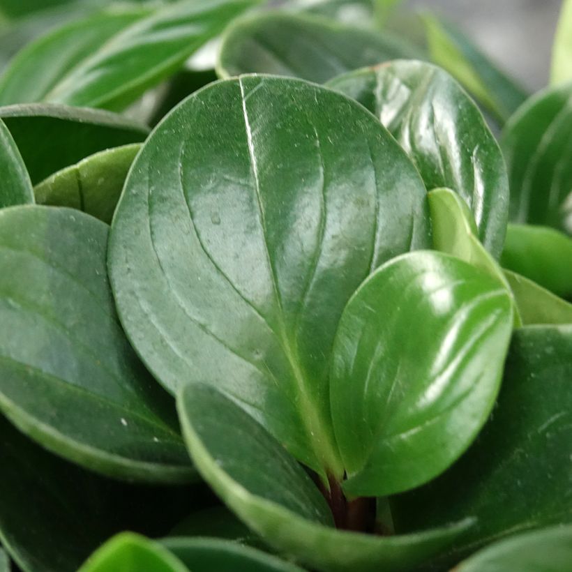 Peperomia Red Canyon - Peperomia (Blad)