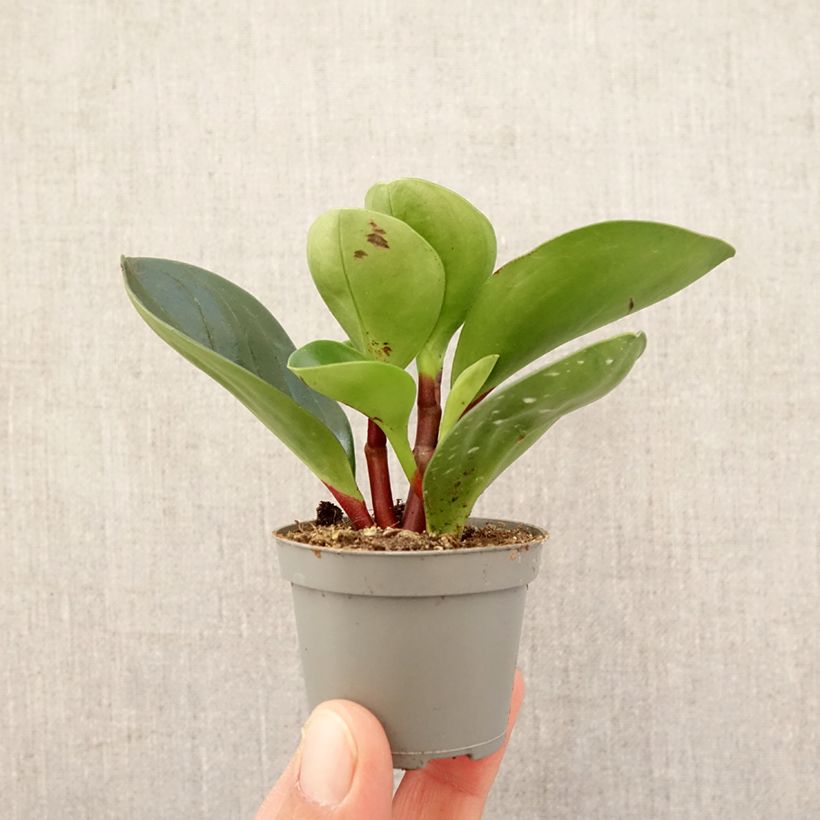 Example of Peperomia Red Canyon - Peperomia Mini-kamerplanten as you get in printemps