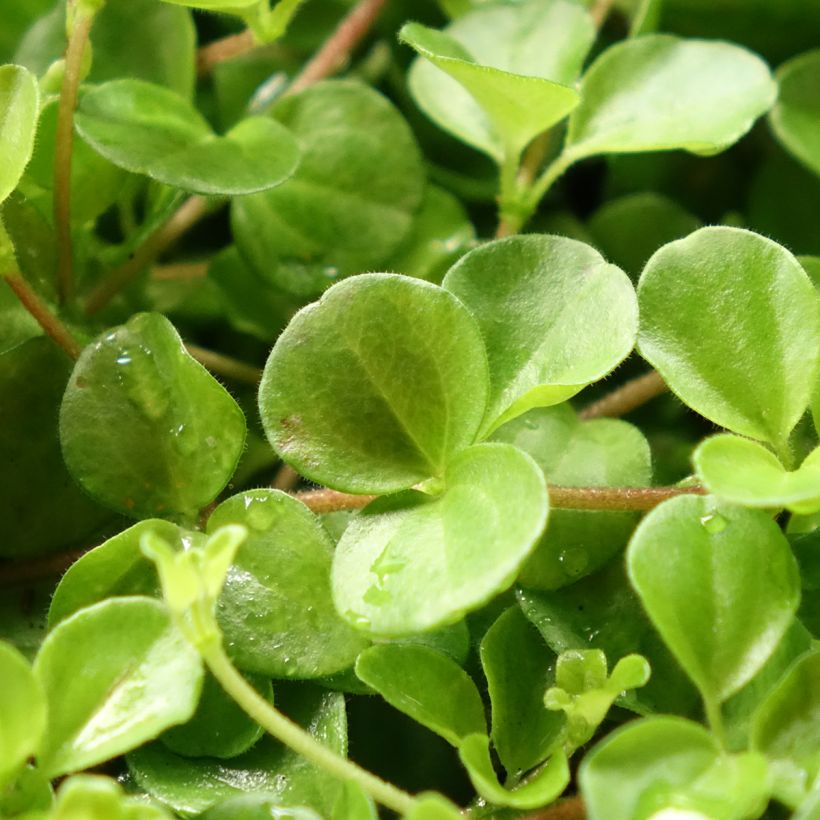 Peperomia rotundifolia - Zwanenkruid (Foliage)