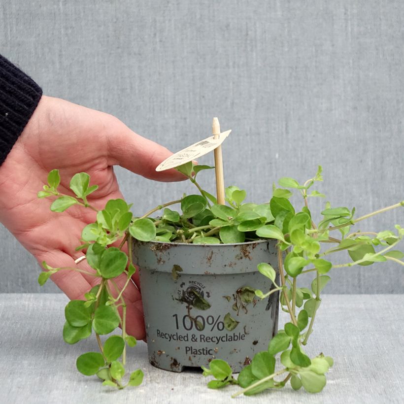 Example of Peperomia rotundifolia - Zwanenkruid Pot van 12 cm / 13 cm as you get in printemps