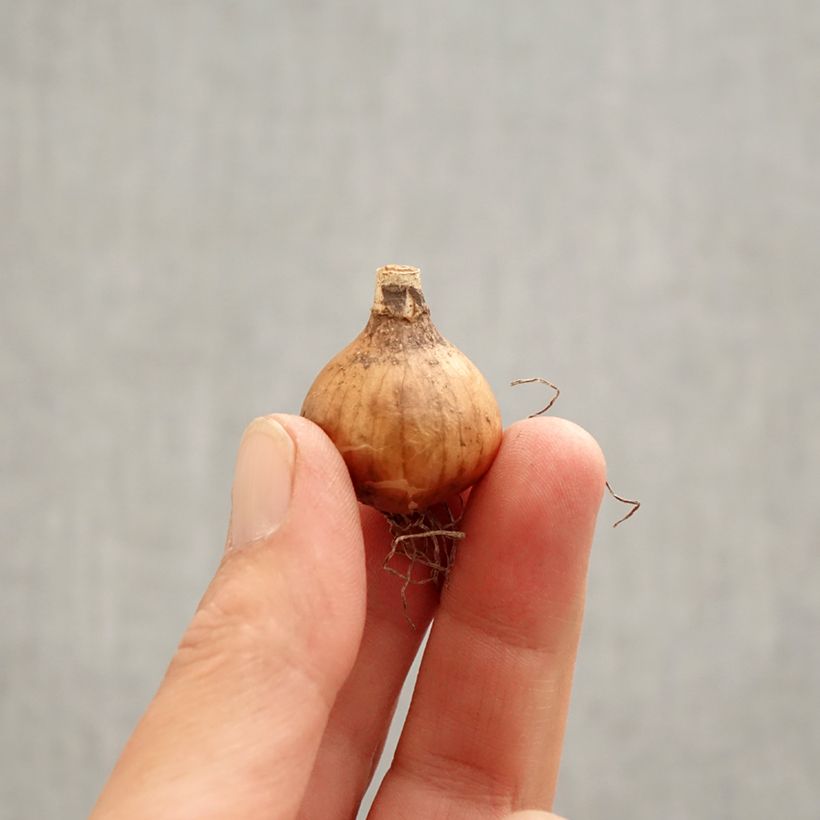 Exemplaar van Galanthus Hippolyta - Sneeuwklokje Bol kaliber 5+ zoals geleverd in de lente