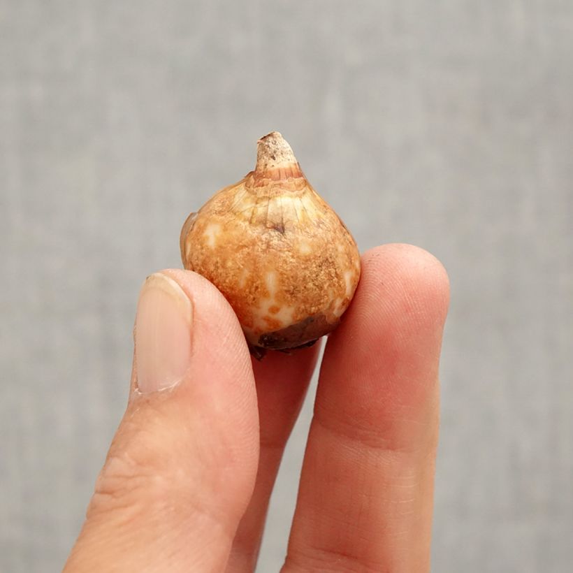 Exemplaar van Galanthus nivalis Dionysus - Sneeuwklokje Bol kaliber 6+ zoals geleverd in de lente