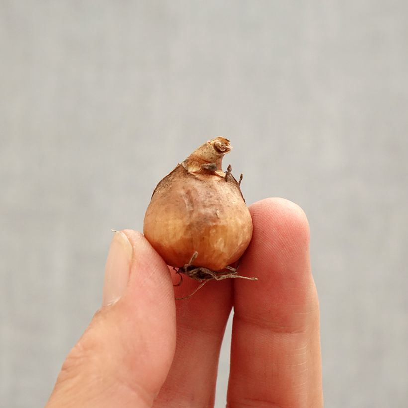 Exemplaar van Galanthus nivalis Flore Pleno - Sneeuwklokje Bol kaliber 5+ zoals geleverd in de lente