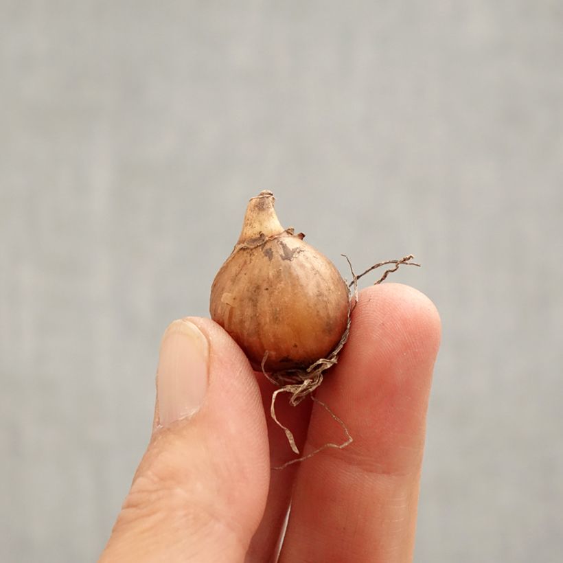 Exemplaar van Galanthus nivalis - Sneeuwklokje Bol kaliber 5+ zoals geleverd in de lente