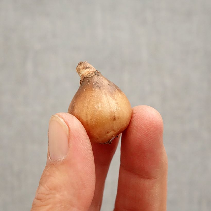 Exemplaar van Galanthus Primrose Warburg - Sneeuwklokje Bol kaliber 6+ zoals geleverd in de lente