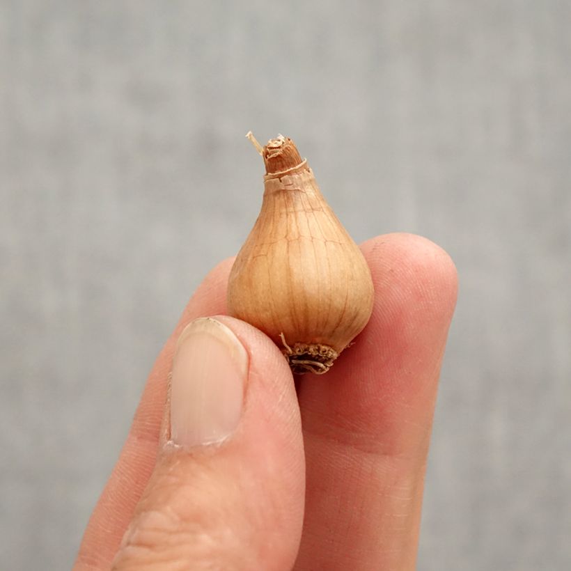 Exemplaar van Galanthus woronowii - Glanzend sneeuwklokje Bol kaliber 7+ zoals geleverd in de lente