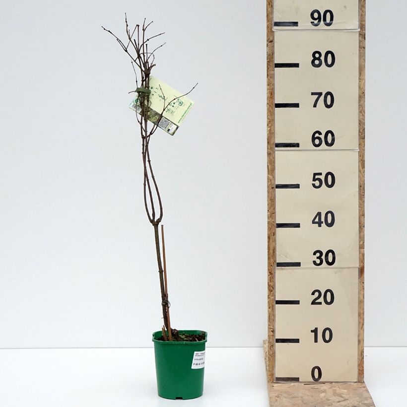 Exemplaar van Periploca graeca - Zijdeplant Pot van 2 l/3 l zoals geleverd in de winter