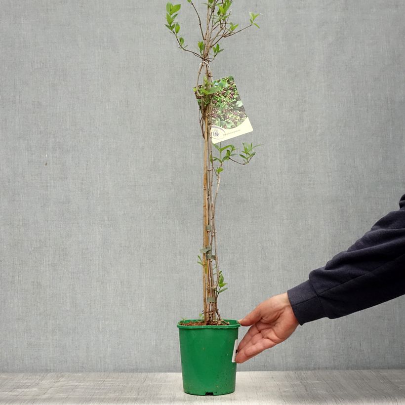 Example of Periploca graeca - Zijdeplant Pot van 2 l/3 l as you get in printemps