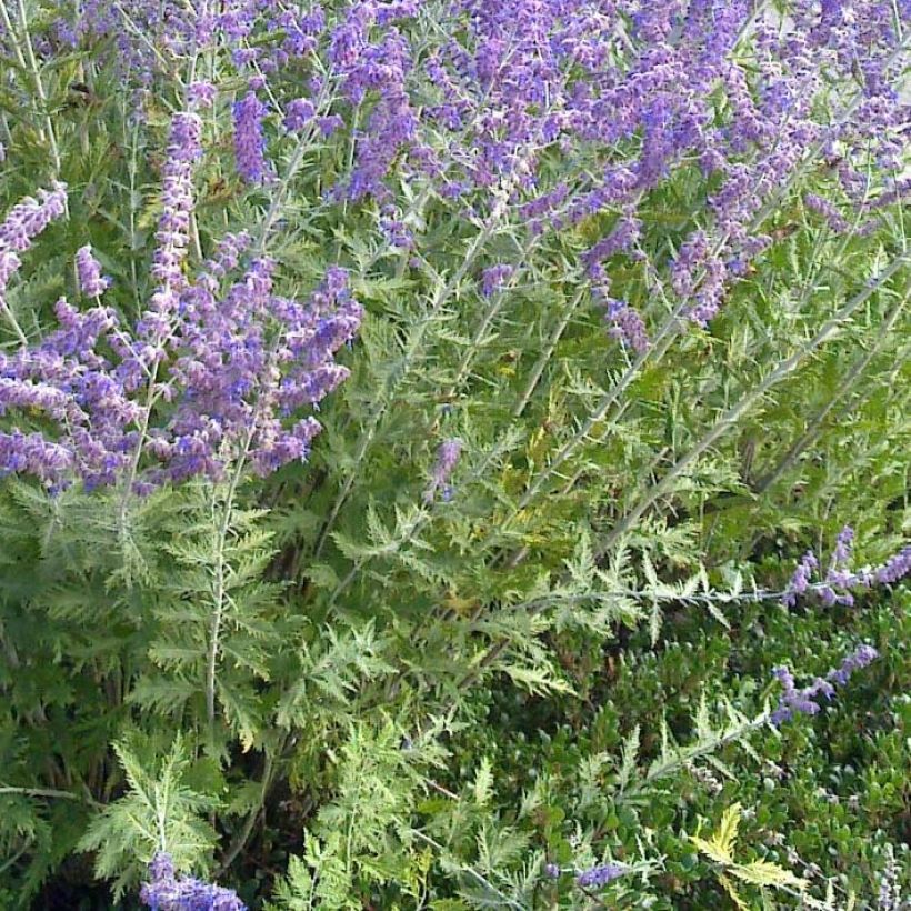 Perovskia atriplicifolia Blue Spire - Russische salie (Blad)