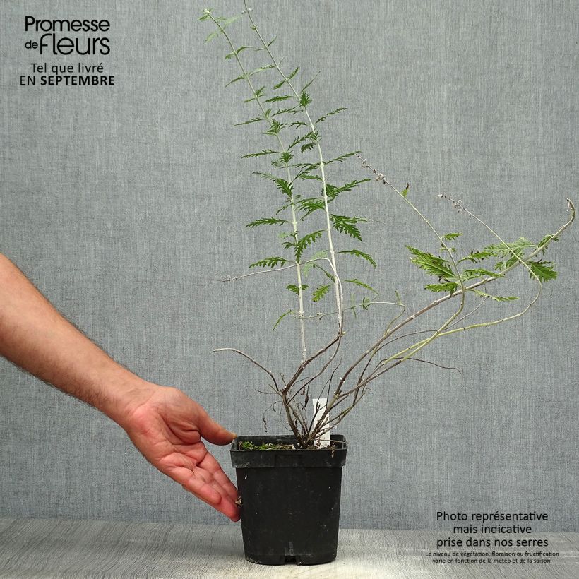Exemplaar van Perovskia atriplicifolia Blue Spire - Russische salie Pot van 2 l/3 l zoals geleverd in de herfst