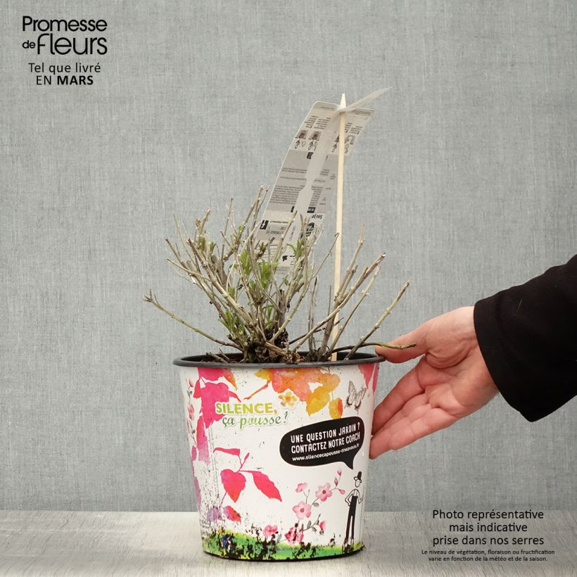 Exemplaar van Perovskia atriplicifolia Blue Spire - Russische salie Pot van 4 l/5 l zoals geleverd in de lente