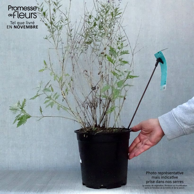 Exemplaar van Perovskia atriplicifolia Blue Spire - Sauge de Sibérie Pot de 4L/5L zoals geleverd in de herfst