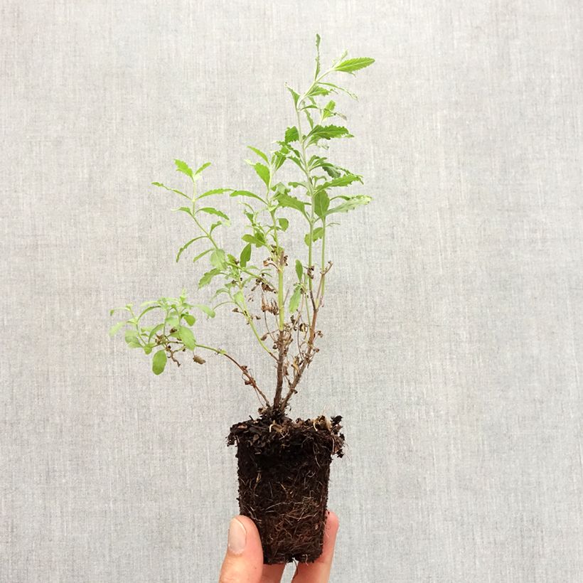 Exemplaar van Perovskia Blue Steel - Russische salie Wortelkluit van 5 cm x 7 cm zoals geleverd in de herfst