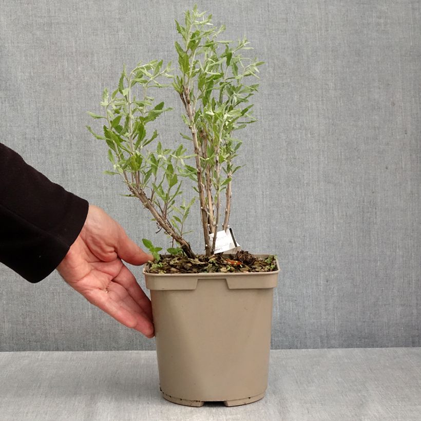 Exemplaar van Perovskia Blue Steel - Russische salie Pot van 2 l/3 l zoals geleverd in de herfst