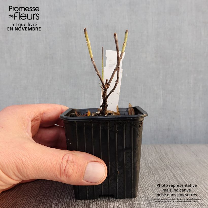 Exemplaar van Perovskia atriplicifolia Lacey Blue - Russische salie Kweekpotje van 8/9 cm zoals geleverd in de herfst