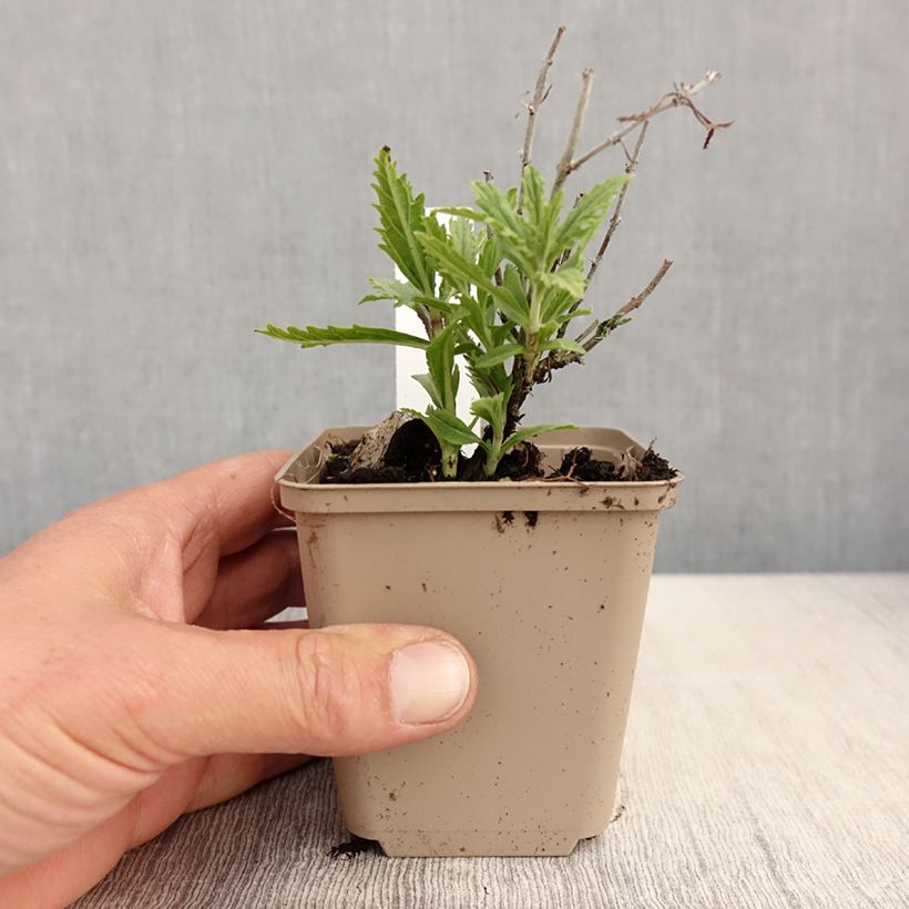 Exemplaar van Perovskia atriplicifolia Lacey Blue - Russische salie Kweekpotje van 8/9 cm zoals geleverd in de lente