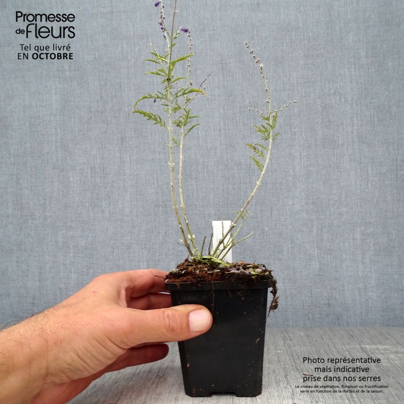 Exemplaar van Perovskia atriplicifolia Little Spire - Russische salie Kweekpotje van 8/9 cm zoals geleverd in de herfst
