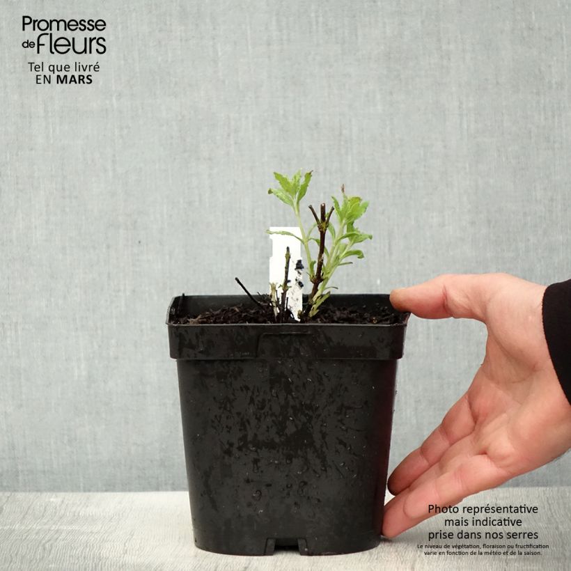 Exemplaar van Perovskia atriplicifolia Little Spire - Russische salie Pot van 2 l/3 l zoals geleverd in de lente